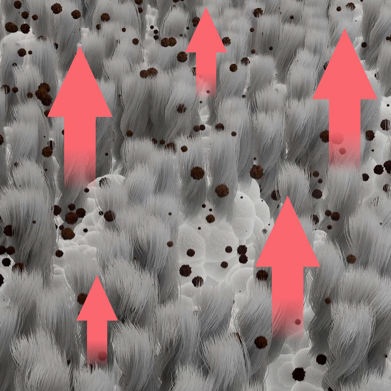 stains lifting from carpet