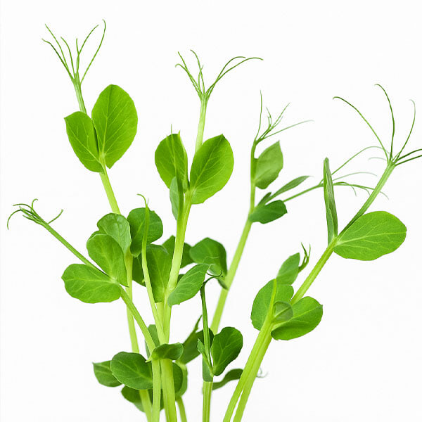 Pea Sprouts