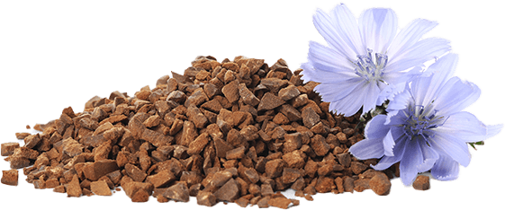 Chicory root
