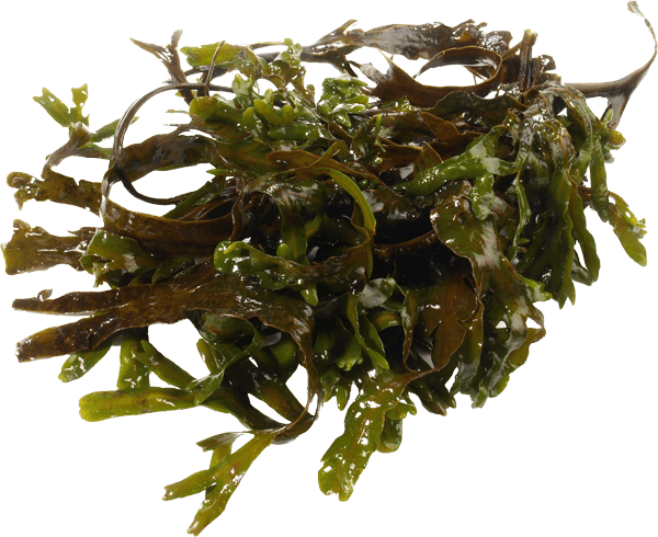 Seaweed