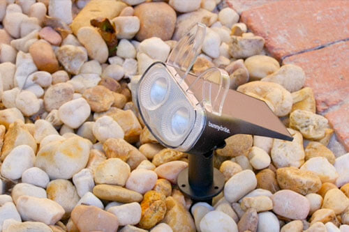 Bunny Bright in rocks