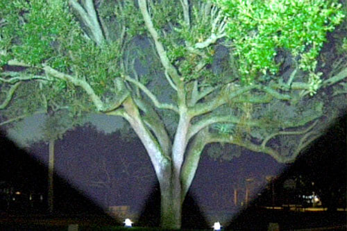 tree lit up by bunny brite