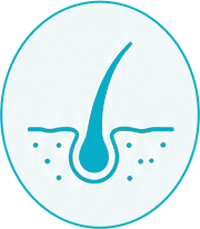 follicle icon
