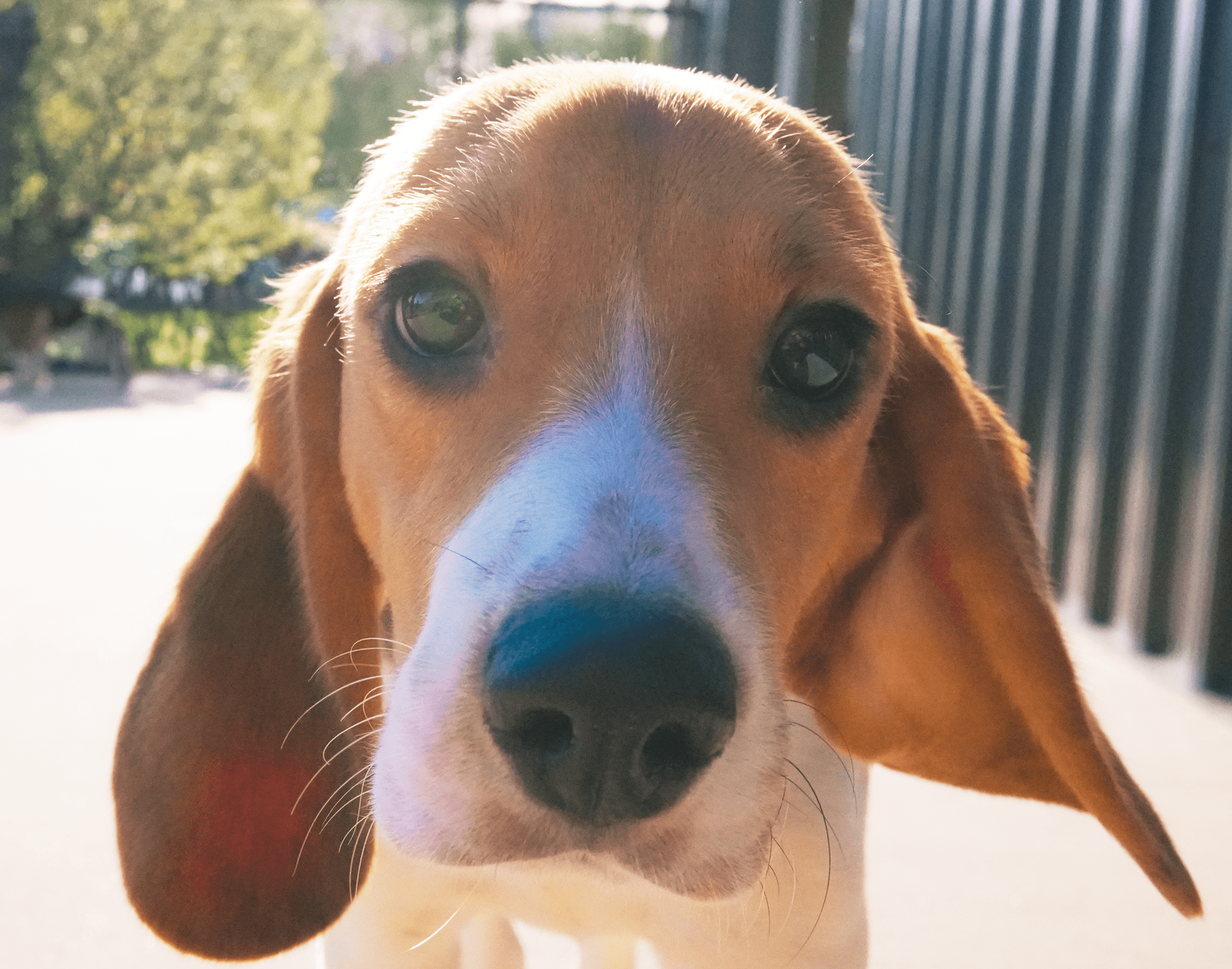 beagle close