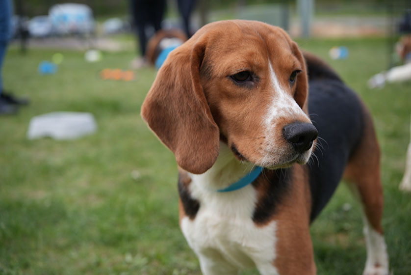 beagle soft