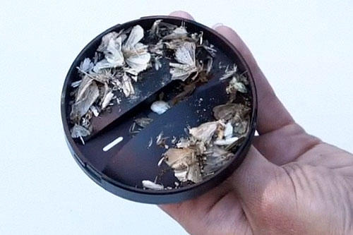 dead bugs