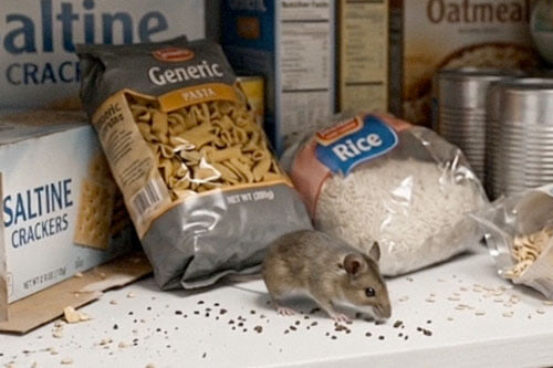 mouse eating food